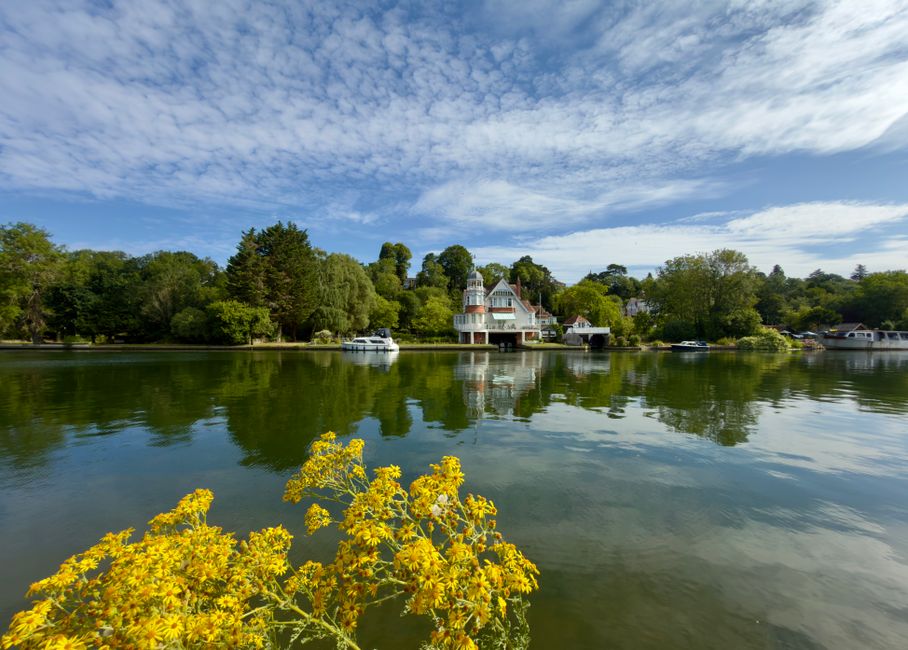 A scenic view of the River Thames with calm water reflecting a partly cloudy blue sky, surrounded by lush green trees on the riverbank. In the foreground, a cluster of bright yellow flowers adds color