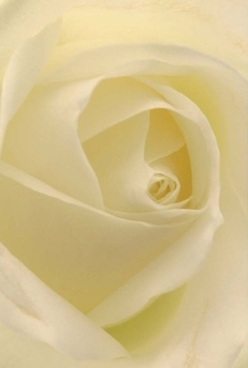 Captured in exquisite detail, this close-up of an ivory rose embodies the refined elegance for which Hampton's floristry is quietly renowned. Gently curling petals, creamy with hints of pale lemon, spiral inward with a sense of intimacy much like the winding trails of Royal Bushy Park. Each layer is velvety, cool to the touch, and almost semi-transparent at its outer edge, drawing the beholder into the tranquil heart of the flower. The soft, natural light diffuses across the bloom, lending an ethereal glow that suggests both celebration and contemplative peace-an ideal bouquet centerpiece for an anniversary, a token of sympathy, or a moment of quiet pride. Inhale, and you might imagine the subtle, uplifting scent of a fresh arrangement inside a Hampton home, woven by a florist's experienced hands. The enduring grace of this classic white rose, radiant and soothing, is a fitting reflection of the heartfelt care poured into every creation at Flower Delivery Hampton. Whether intended for a gesture of affection, commemoration, or simply bringing grace to a table overlooking the river, this rose seems to carry with it whispers of Hampton's gentle pace and community warmth. Its spiral core stands unyielding yet tender, a symbol of purity and the seamless artistry behind local blooms, perfect for those wanting to share comfort and beauty with someone special.
